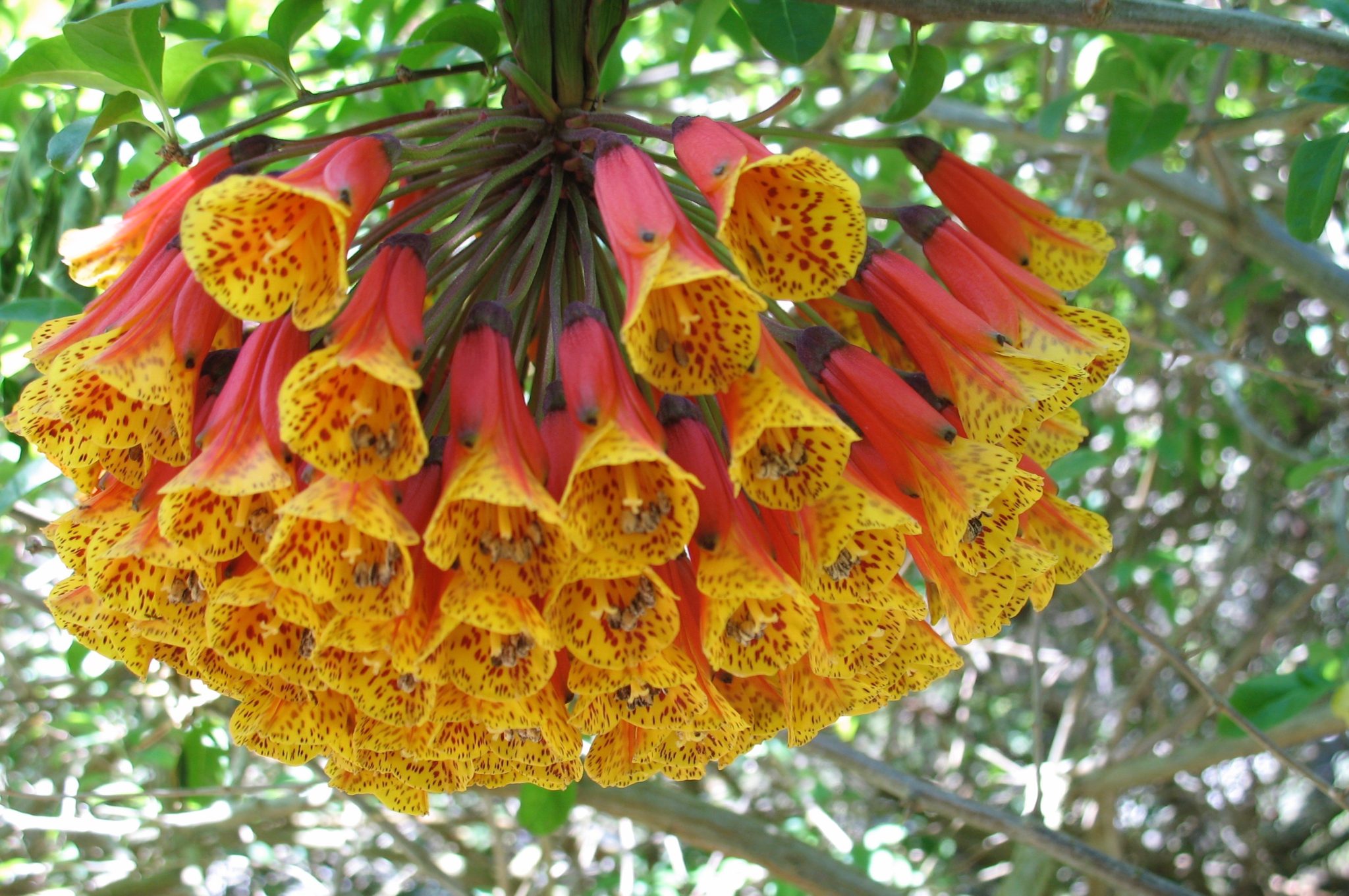 Seen on Native Garden Tour