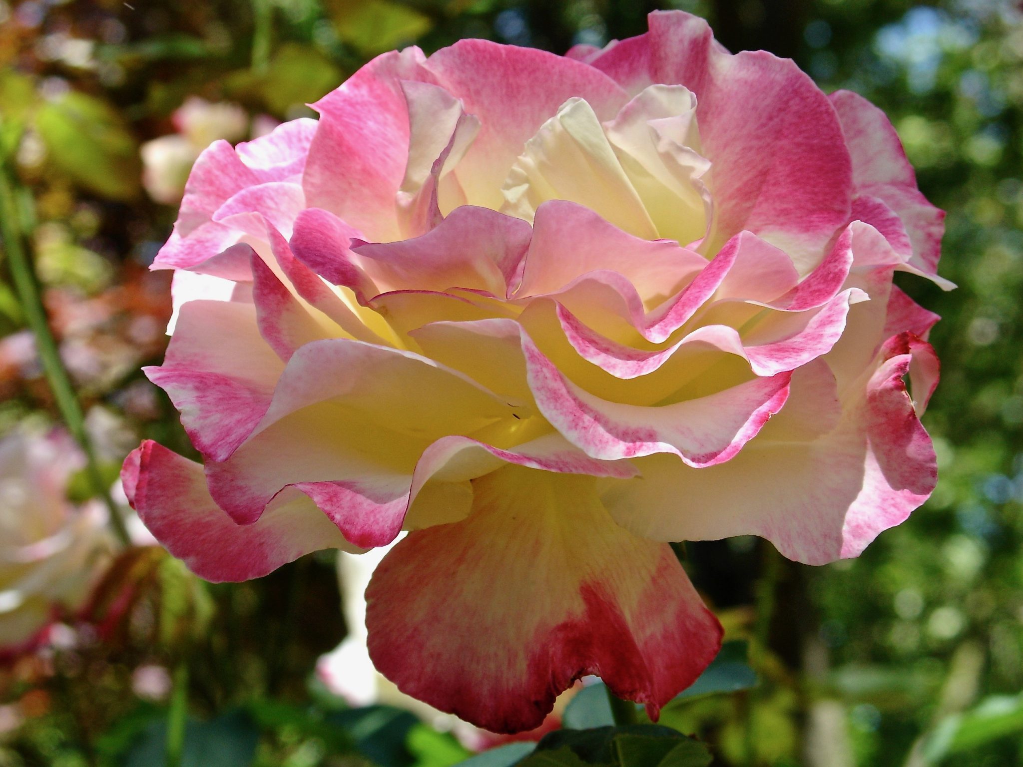 Pink Edged Rose