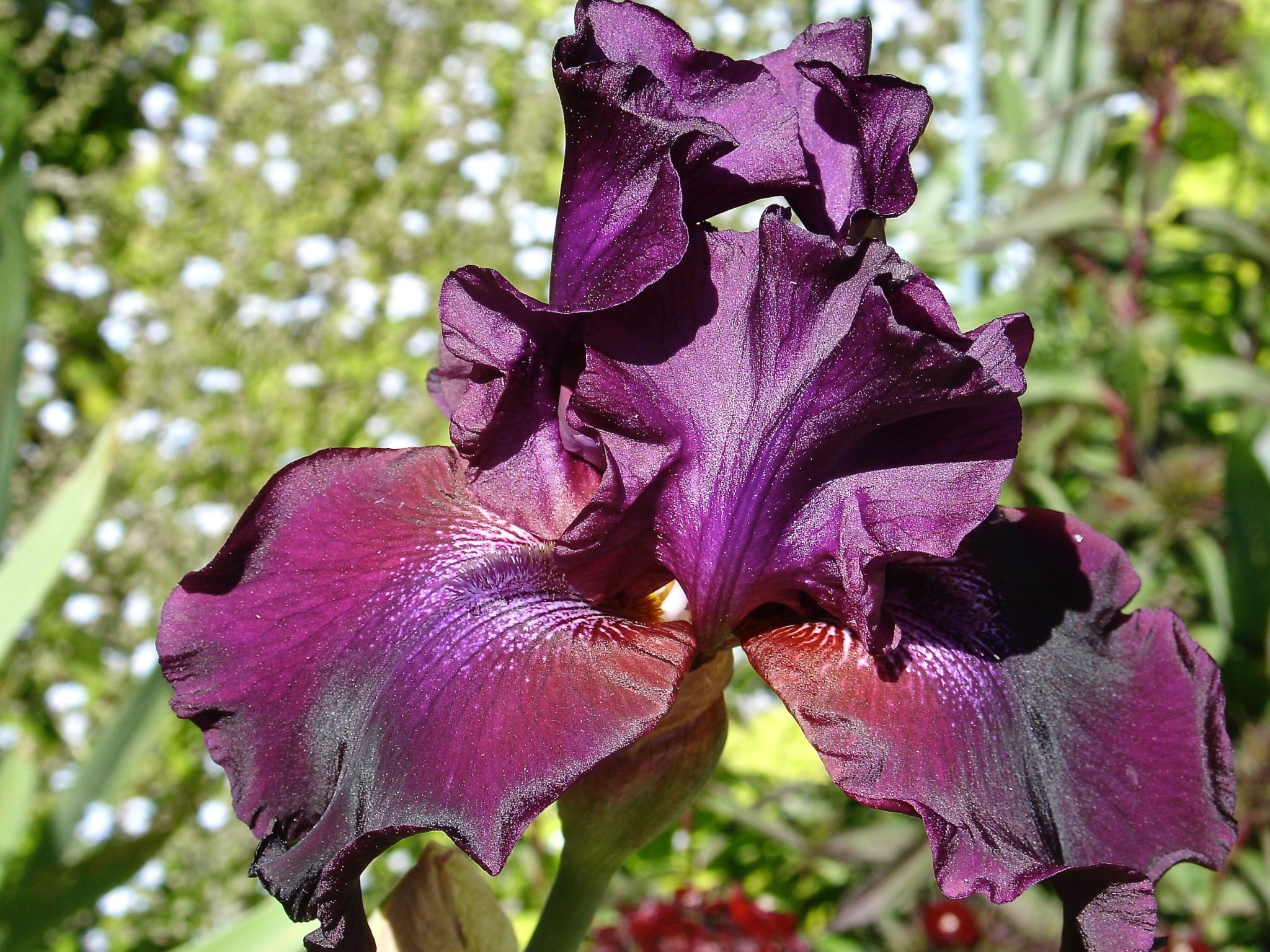 Deep Purple Snap Dragon