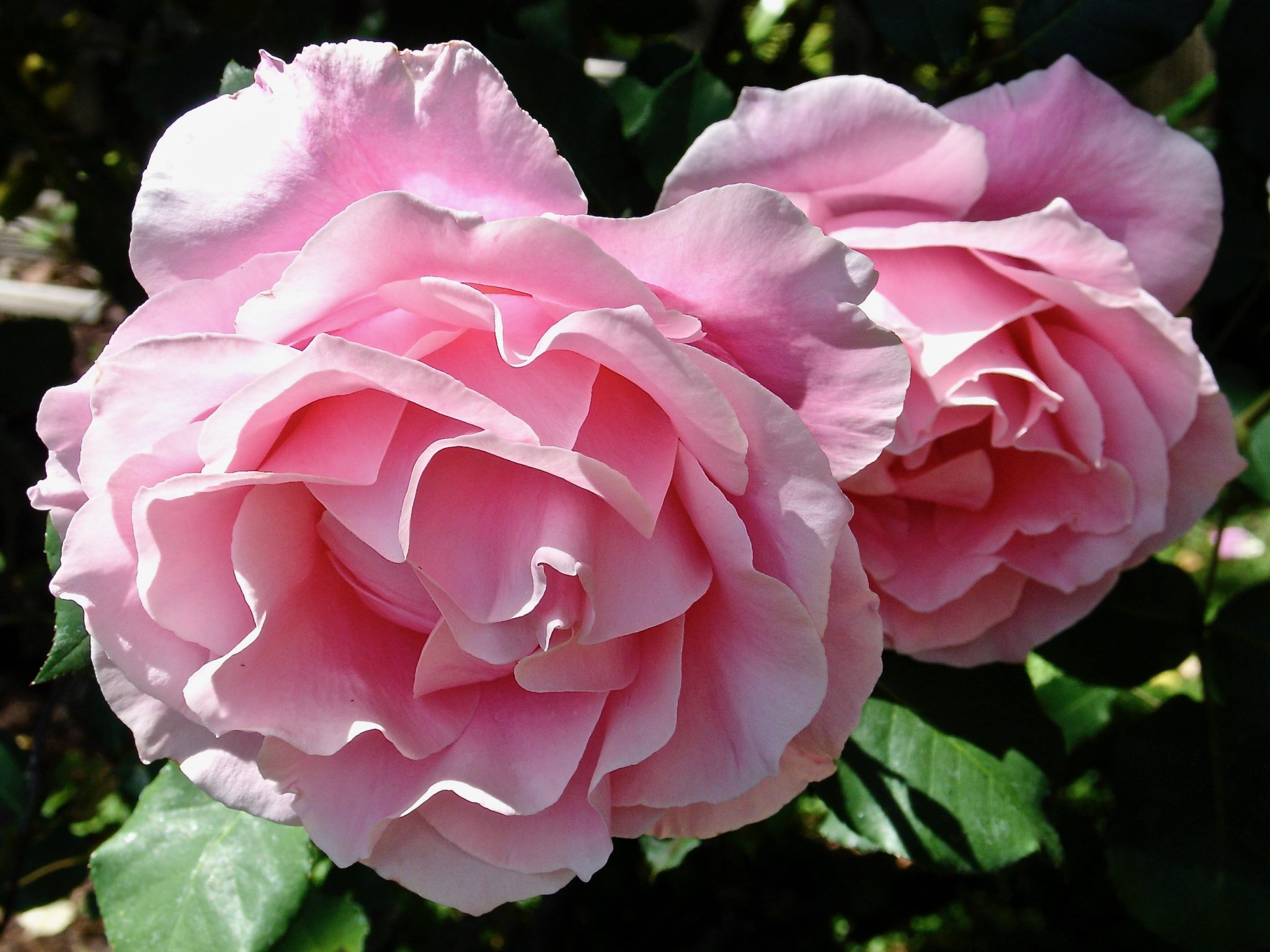 Two Pink Roses