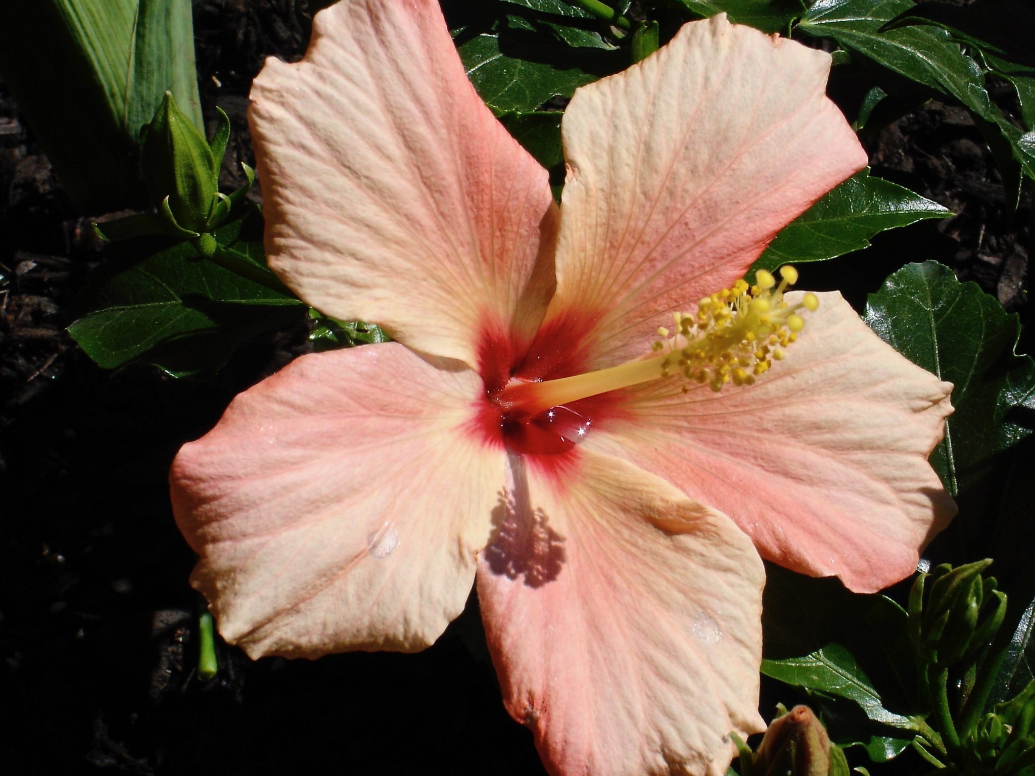 Single Flower