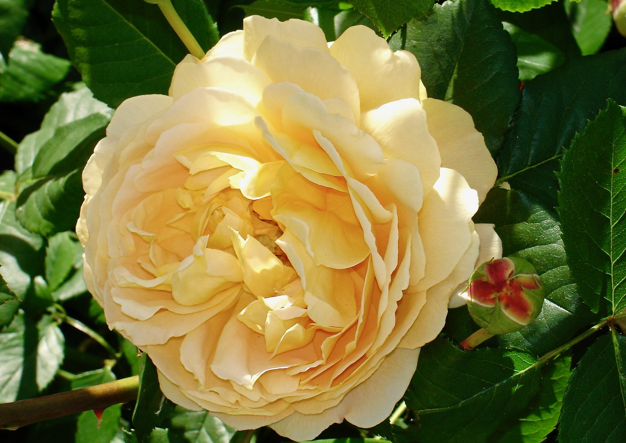 Pale Yellow Rose