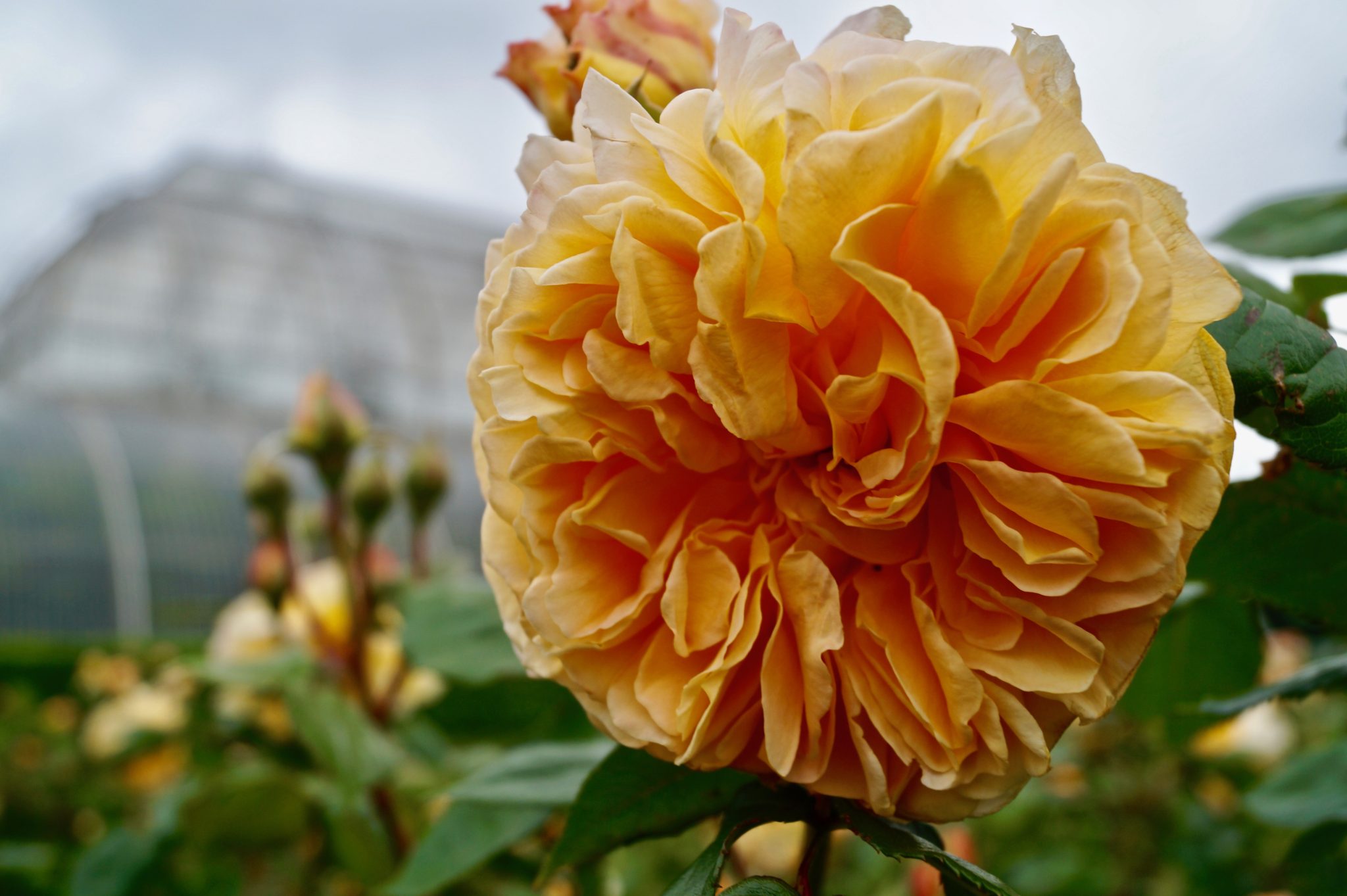 At Kew Gardens