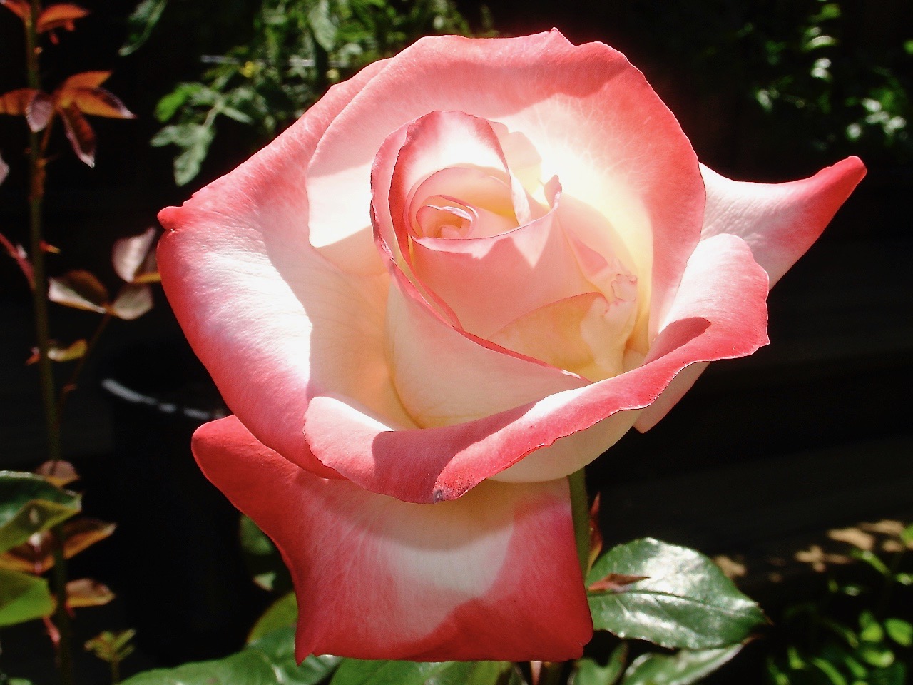 Red Tinged Rose