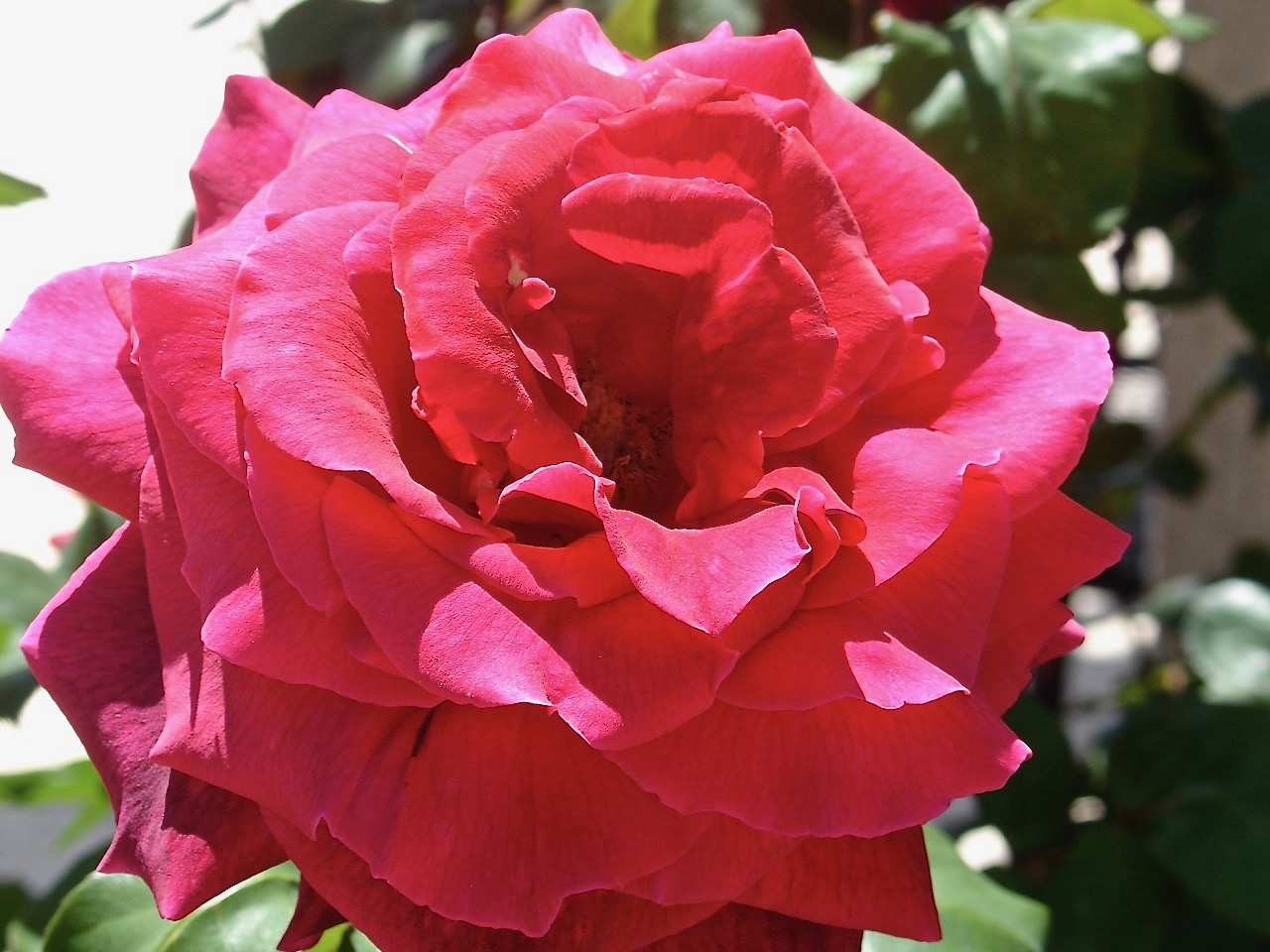 Brilliant Pink Rose