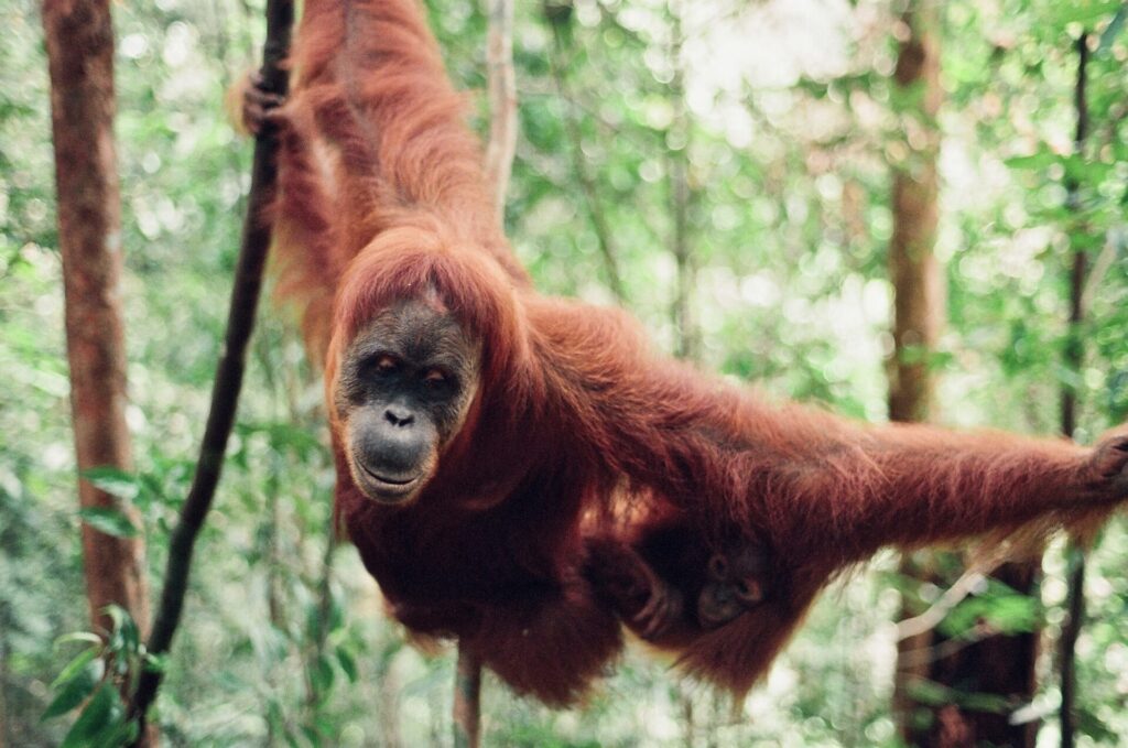 Visiting the Bohorok Orangutan Sanctuary of Bukit Lawang in Aceh, Sumatra