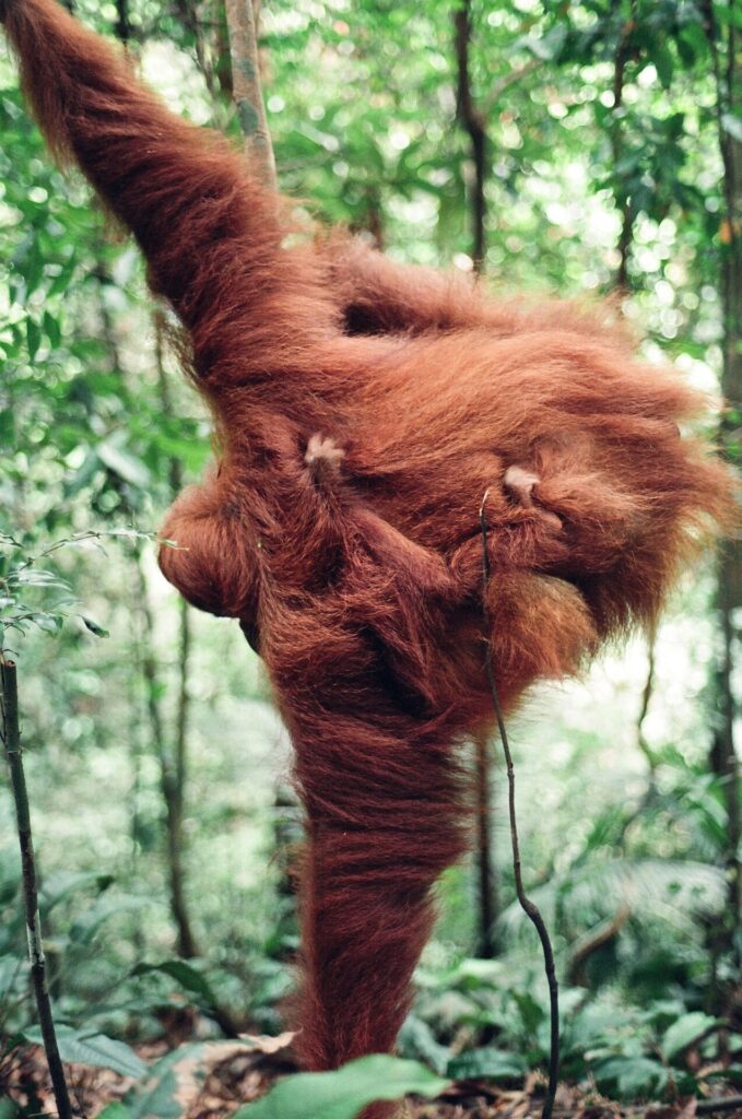 Visiting the Bohorok Orangutan Sanctuary of Bukit Lawang in Aceh, Sumatra