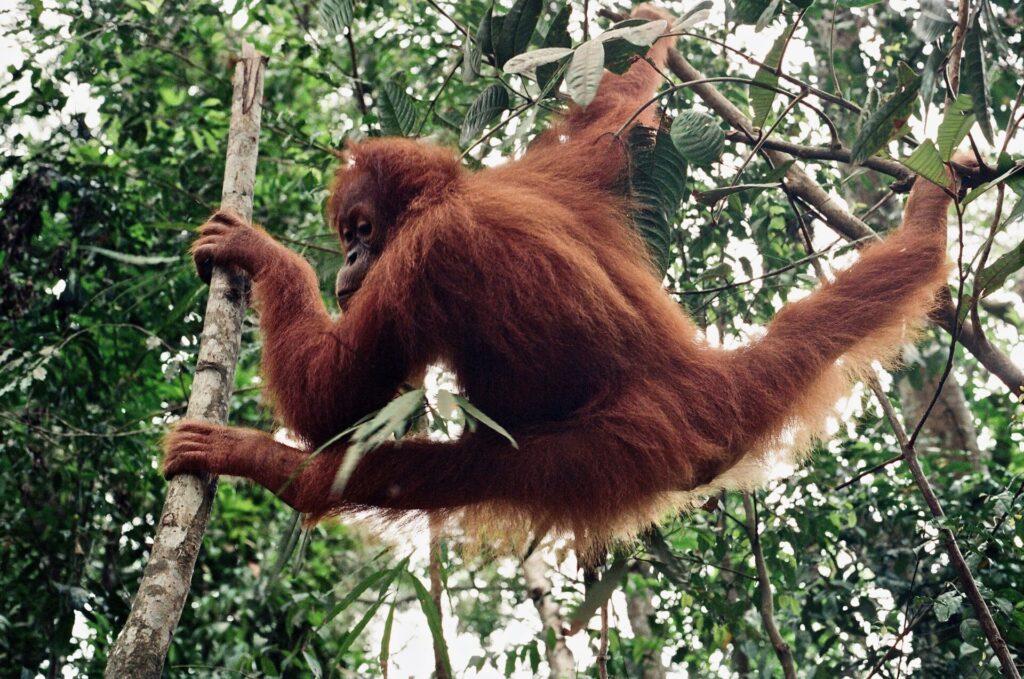 Visiting the Bohorok Orangutan Sanctuary of Bukit Lawang in Aceh, Sumatra