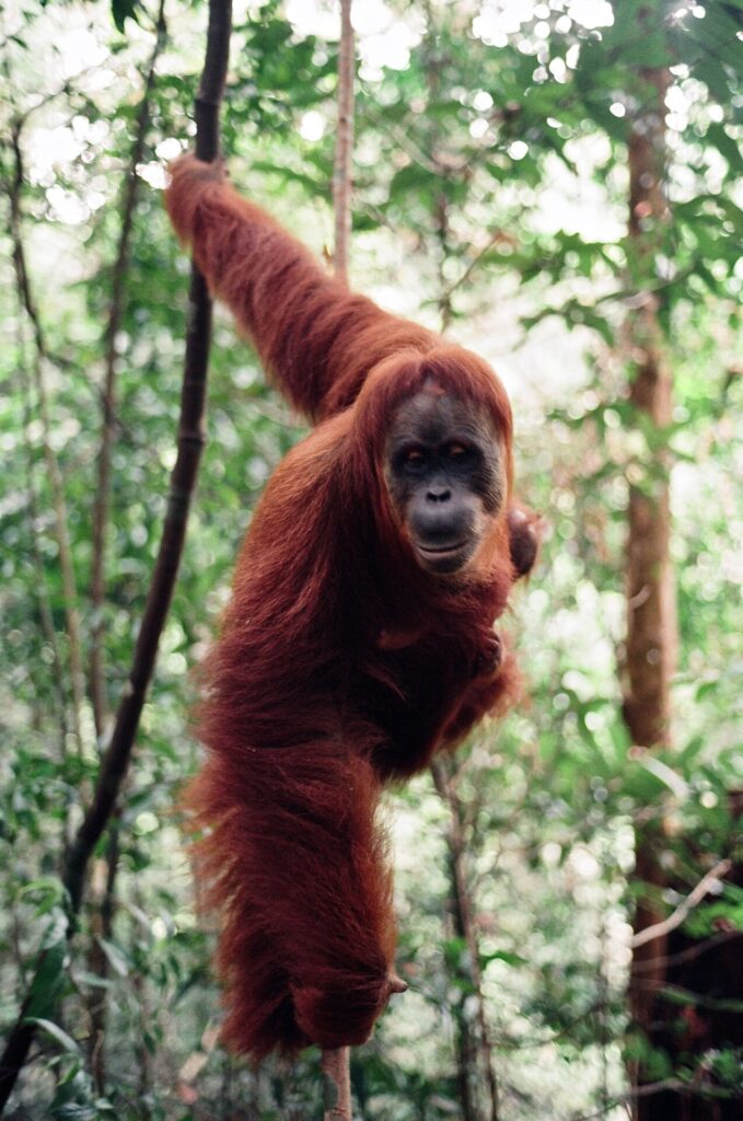 Visiting the Bohorok Orangutan Sanctuary of Bukit Lawang in Aceh, Sumatra