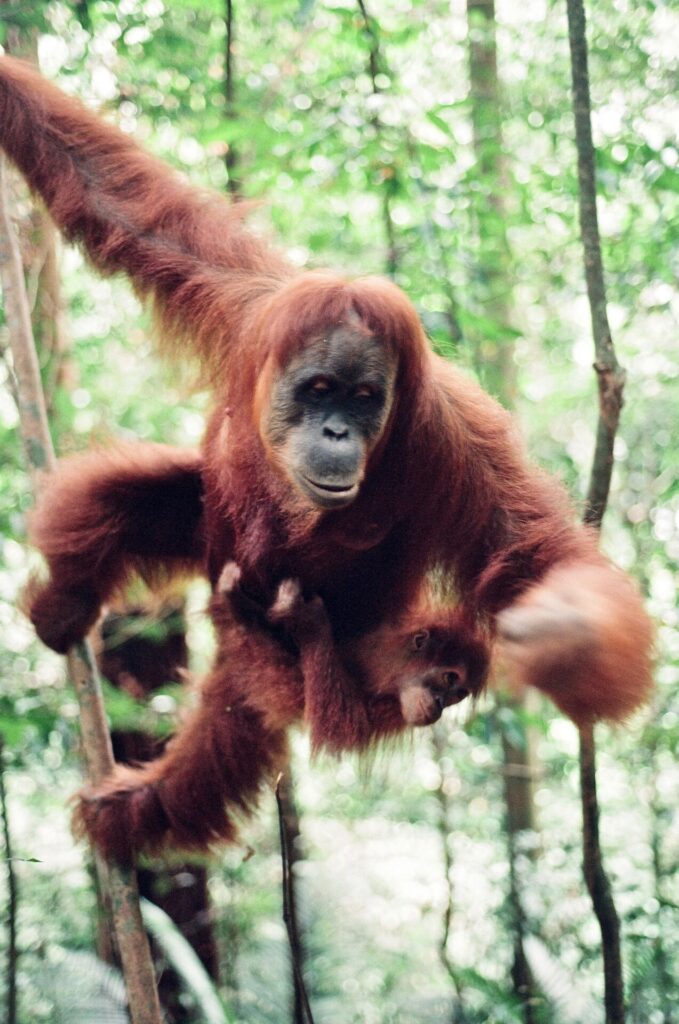Visiting the Bohorok Orangutan Sanctuary of Bukit Lawang in Aceh, Sumatra